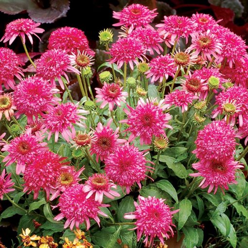 Echinacea 'Cranberry Cupcake'