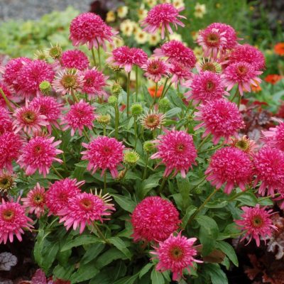 Echinacea 'Cranberry Cupcake'