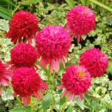 Echinacea 'Cranberry Cupcake'