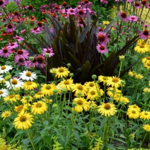 Echinacea ‘Daydream’ | TERRA NOVA® Nurseries, Inc.
