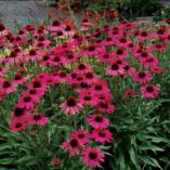 Echinacea 'Dixie Belle'