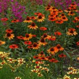 Echinacea 'Dixie Blaze'