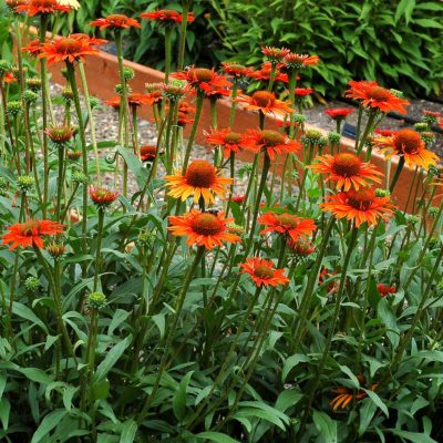 Echinacea 'Dixie Blaze'