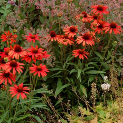 Echinacea 'Dixie Scarlet'