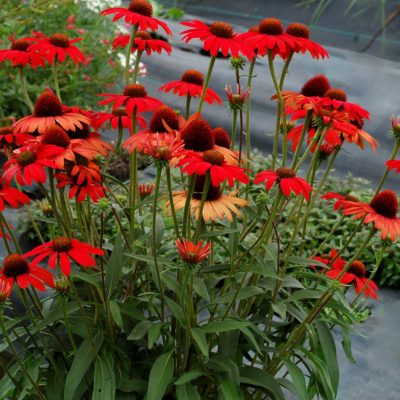 Echinacea 'Dixie Scarlet'