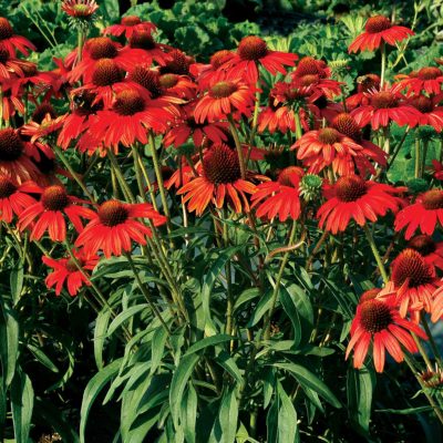 Echinacea 'Dixie Scarlet'