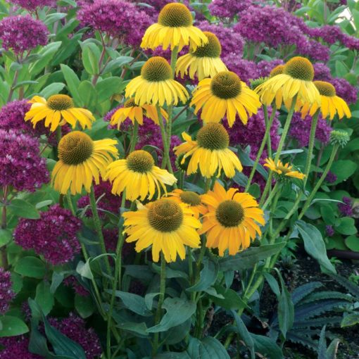 Echinacea 'Dixie Sun'