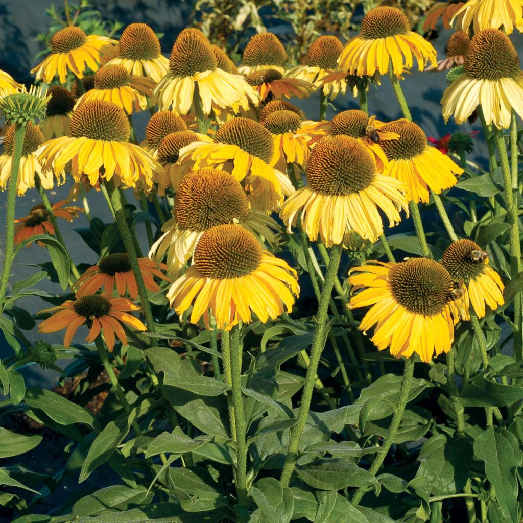 Echinacea ‘Dixie Sun’ | TERRA NOVA® Nurseries, Inc.
