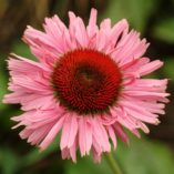 Echinacea 'Fancy Frills'