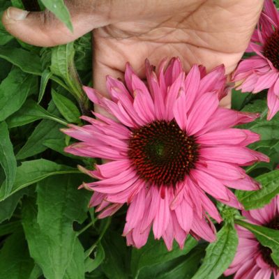 Echinacea 'Fancy Frills'