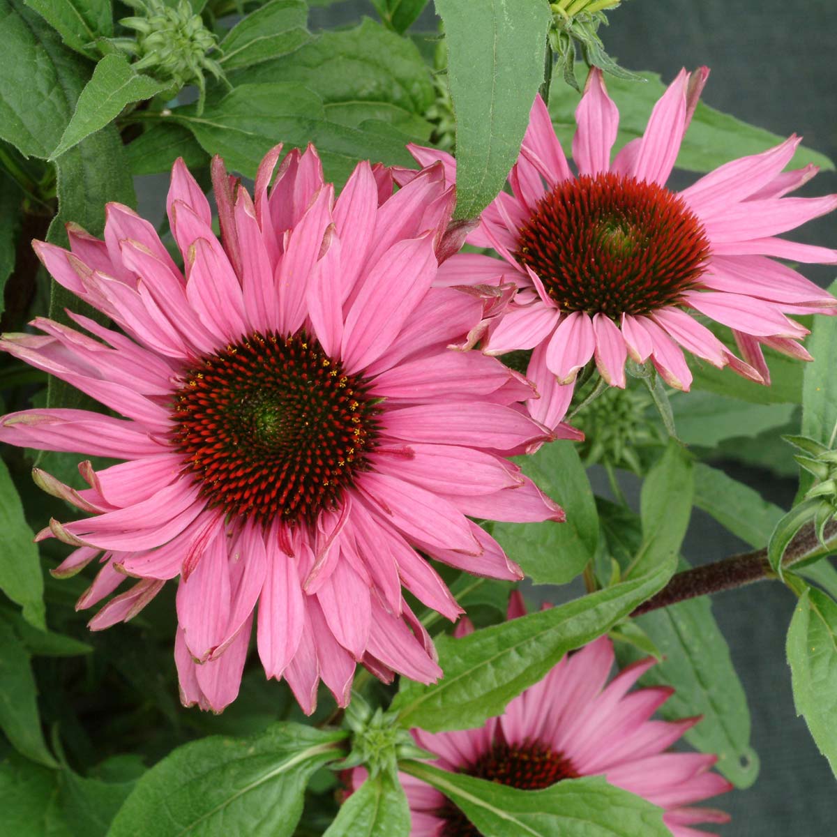 Echinacea 'Fancy Frills'  TERRA NOVA® Nurseries, Inc.