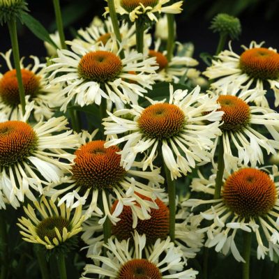 Echinacea 'Ferris Wheel'