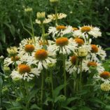 Echinacea 'Ferris Wheel'