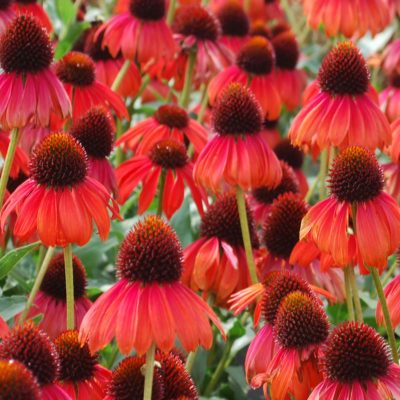 Echinacea 'Firebird'