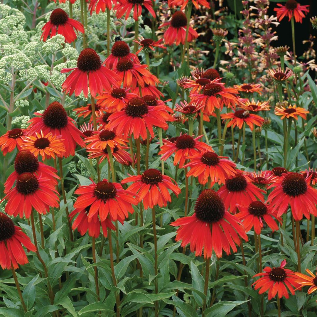 Echinacea ‘Firebird’ | TERRA NOVA® Nurseries, Inc.