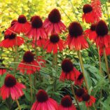 Echinacea 'Firebird'