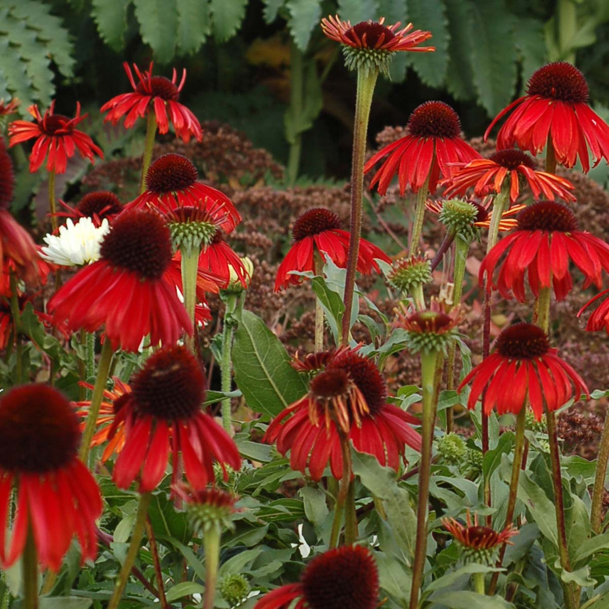 Эхинацея шляпа. Эхинацея Echinacea Firebird. Эхинацея пурпурная красная. Эхинацея пурпурная Гранатштерн. Эхинацея красная махровая.