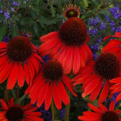 Echinacea 'Firebird'