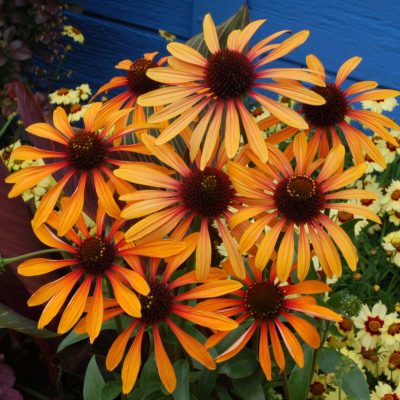 Echinacea 'Flame Thrower'