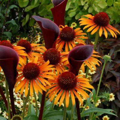 Echinacea 'Flame Thrower'