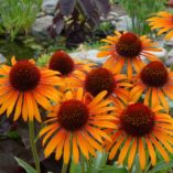 Echinacea 'Flame Thrower'