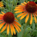 Echinacea 'Flame Thrower'