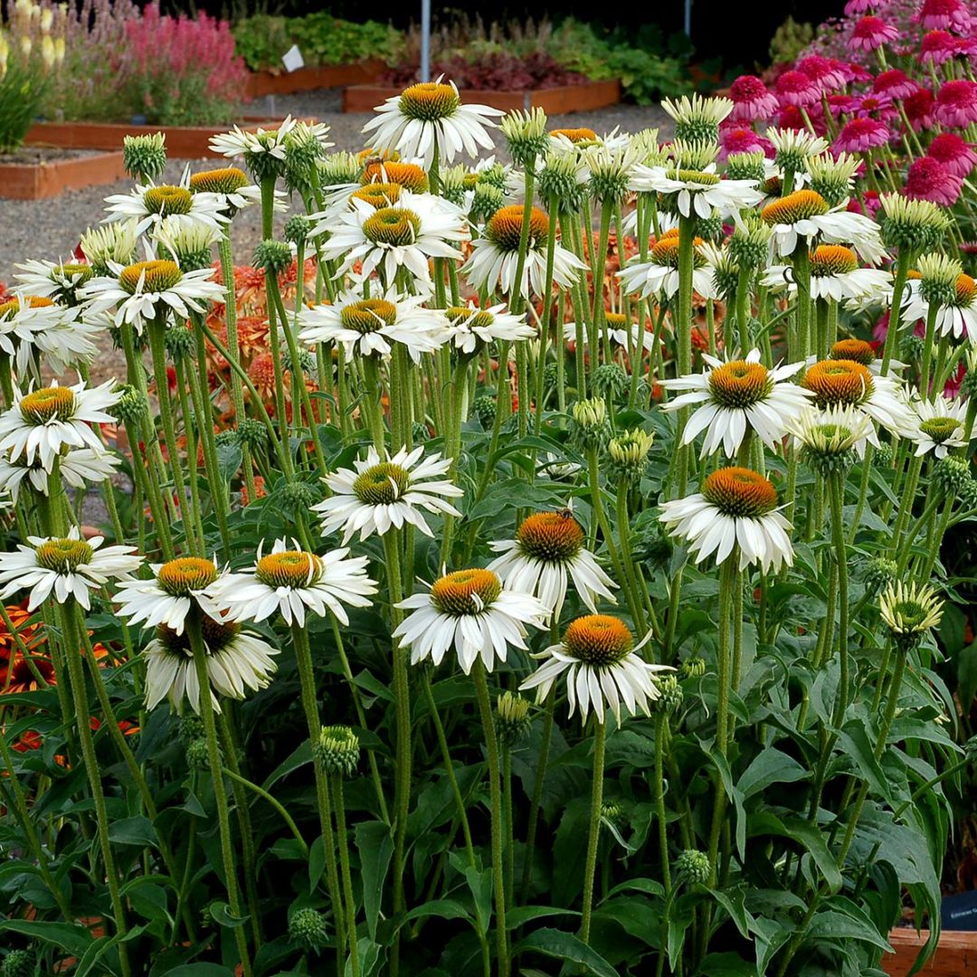 Echinacea ‘Fragrant Angel’ | TERRA NOVA® Nurseries, Inc.