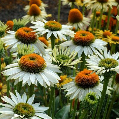 Echinacea 'Fragrant Angel'