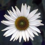 Echinacea 'Fragrant Angel'