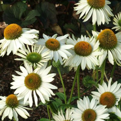 Echinacea 'Fragrant Angel'