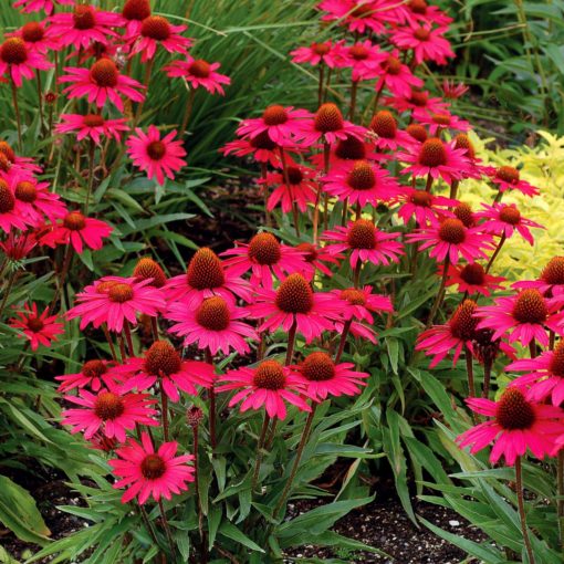 Echinacea 'Glowing Dream'