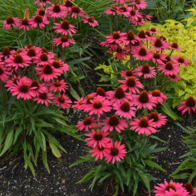 Echinacea 'Glowing Dream'