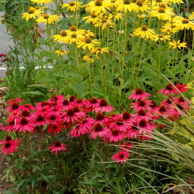 Echinacea 'Glowing Dream'