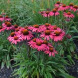 Echinacea 'Glowing Dream'