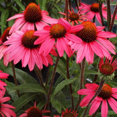 Echinacea 'Glowing Dream'