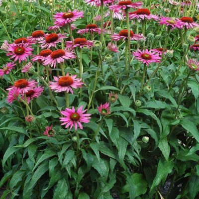 Echinacea 'Green Eyes'