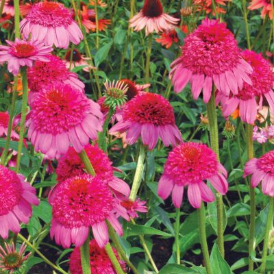 Echinacea 'Gum Drop'