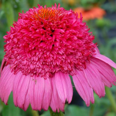 Echinacea 'Gum Drop'