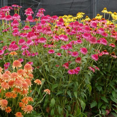 Echinacea 'Gum Drop'