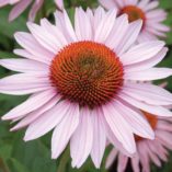 Echinacea 'Hope'