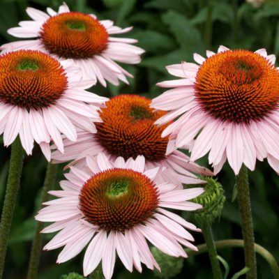 Echinacea 'Hope'