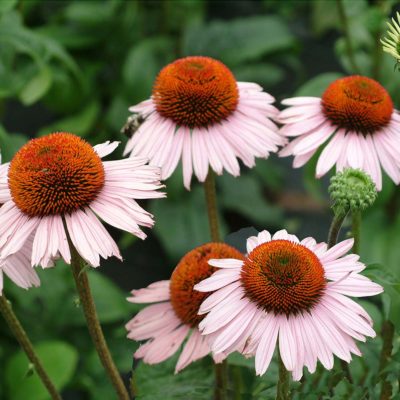 Echinacea 'Hope'