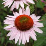 Echinacea 'Hope'