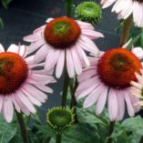 Echinacea 'Hope'