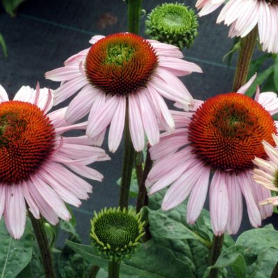 Echinacea 'Hope'