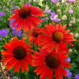 Echinacea 'Hot Lava'