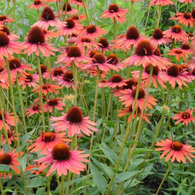 Echinacea 'Hot Lava'