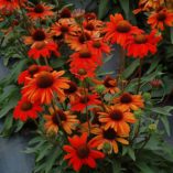 Echinacea KISMET™ Intense Orange