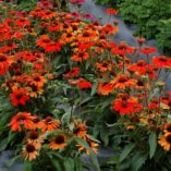 Echinacea KISMET™ Intense Orange