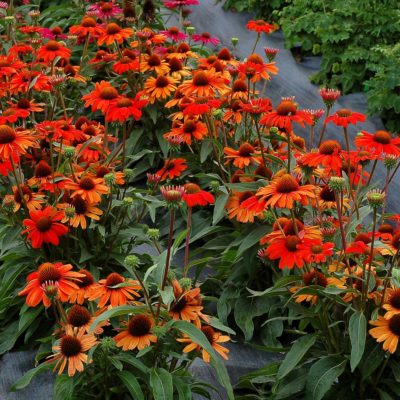 Echinacea KISMET® 'Intense Orange'